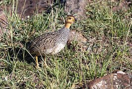 Francolin coqui