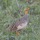 Francolin coqui