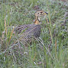Francolin coqui