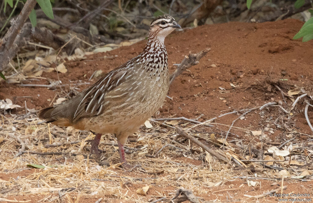 Francolin huppé