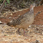 Francolin huppé
