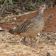 Crested Francolin