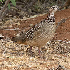 Francolin huppé