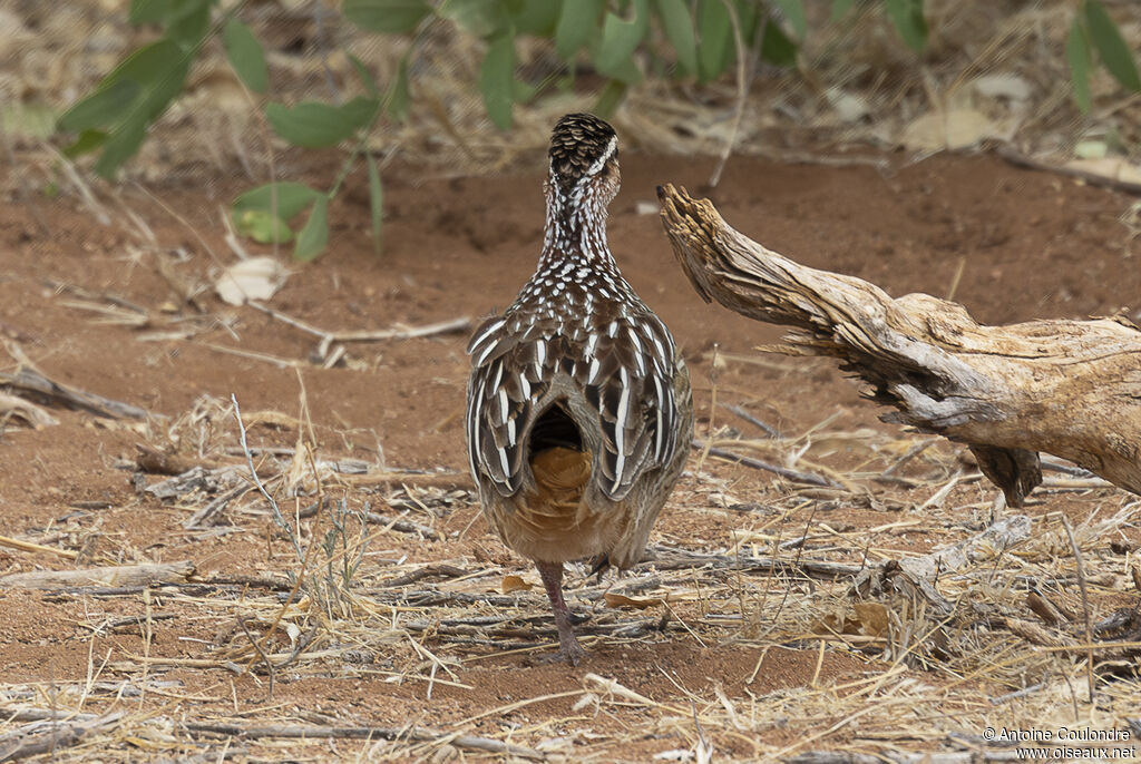 Francolin huppéadulte