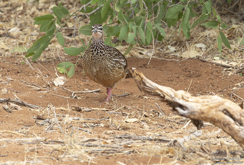 Francolin huppéadulte