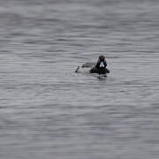 Lesser Scaup