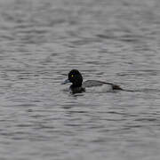 Lesser Scaup