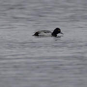 Lesser Scaup