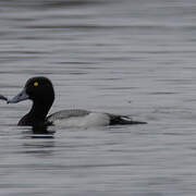 Lesser Scaup