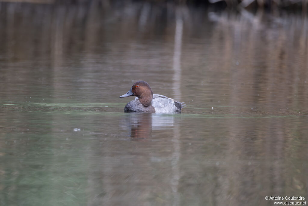 Common Pochard male adult transition