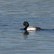 Greater Scaup