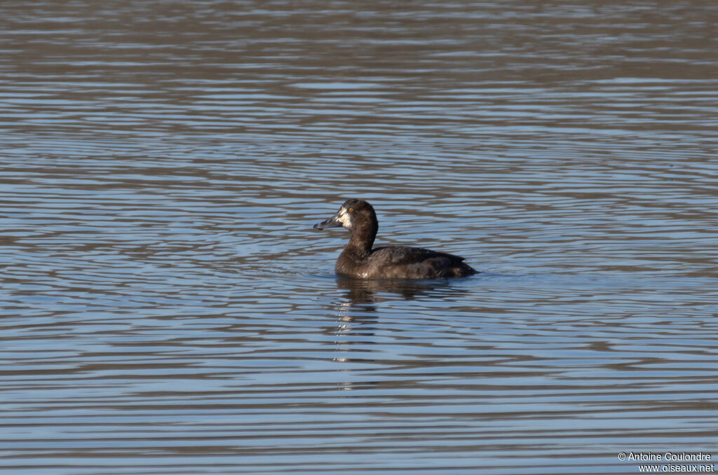 Greater Scaup female adult breeding, swimming