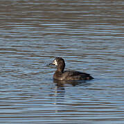 Greater Scaup