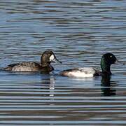 Greater Scaup