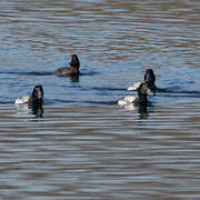 Greater Scaup