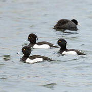 Tufted Duck