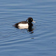 Tufted Duck