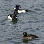 Tufted Duck