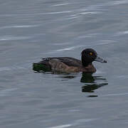 Tufted Duck