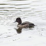 Tufted Duck