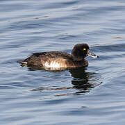Tufted Duck
