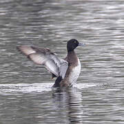 Tufted Duck
