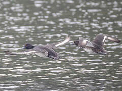 Tufted Duck