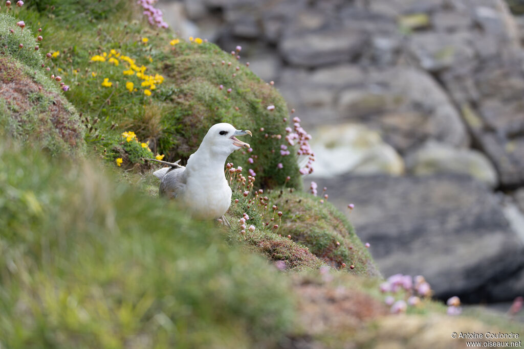 Fulmar boréal adulte, nuptial, nidification