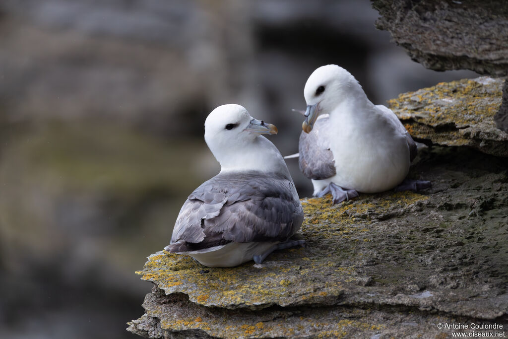 Fulmar boréal adulte, nuptial, nidification