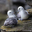 Fulmar boréal