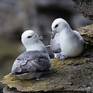 Fulmar boréal