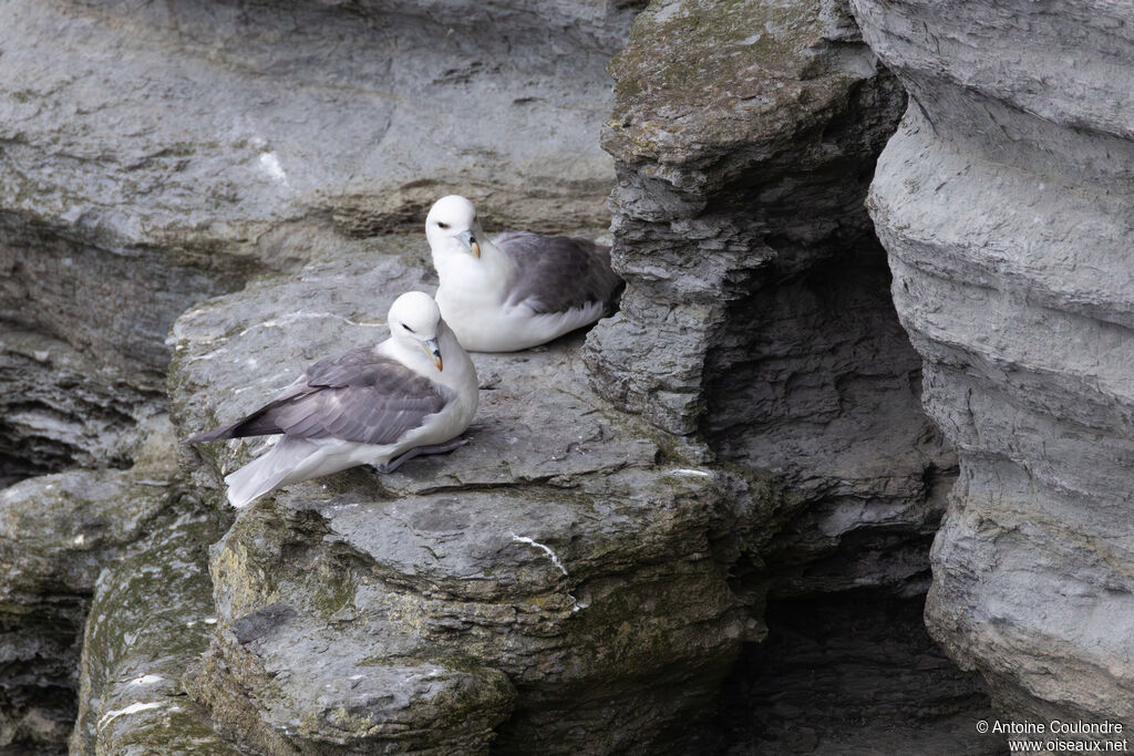Fulmar boréal adulte, nuptial, nidification