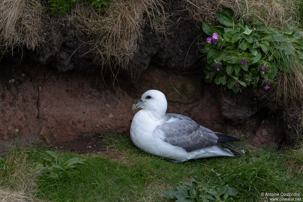 Fulmar boréal adulte, nuptial, nidification