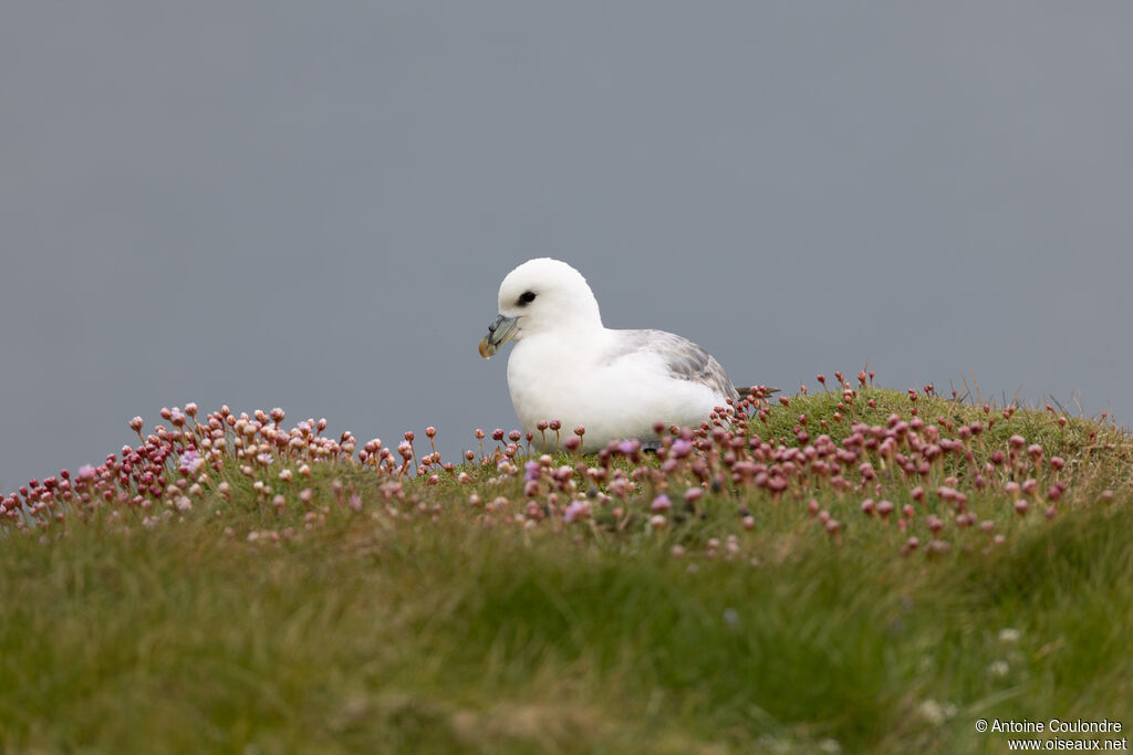 Fulmar boréal adulte, nuptial