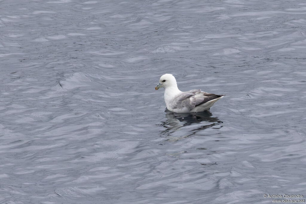 Fulmar boréal adulte, nuptial