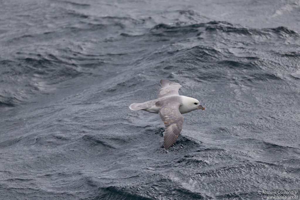 Fulmar boréal adulte, nuptial, vol