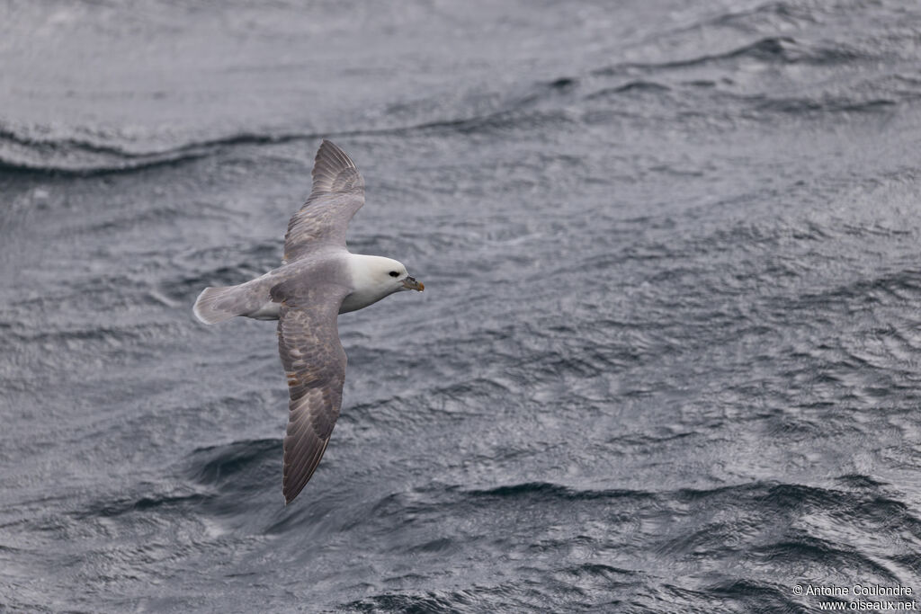 Fulmar boréal adulte, nuptial, vol