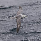 Fulmar boréal