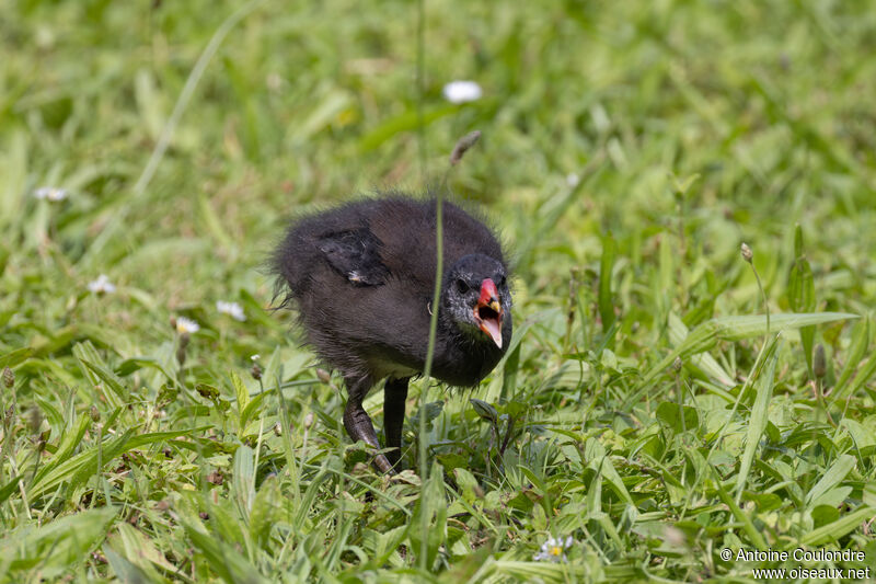 Gallinule poule-d'eauPoussin
