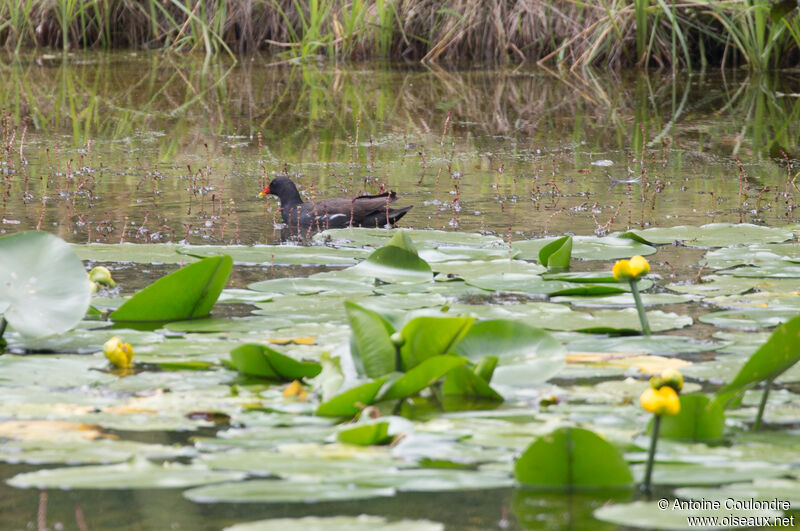 Gallinule poule-d'eauadulte