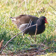 Common Moorhen