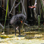 Gallinule poule-d'eau