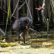 Common Moorhen