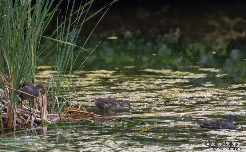 Gallinule poule-d'eaujuvénile