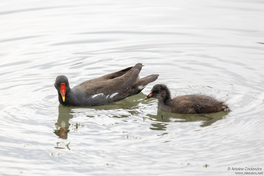 Common Moorhen