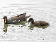 Common Moorhen