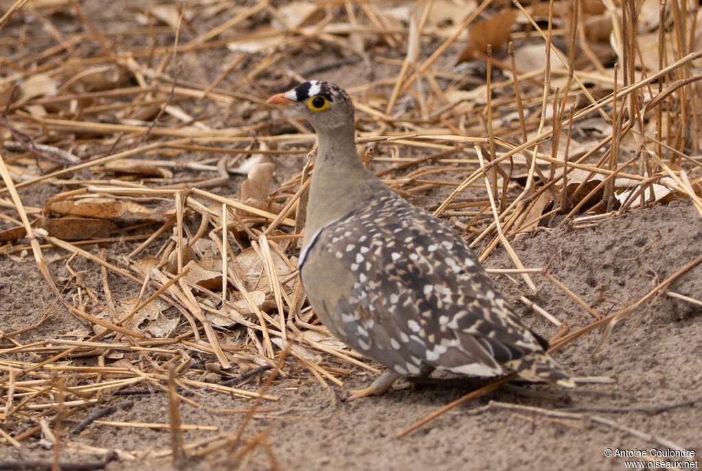 Double-banded Sandgrouse male adult