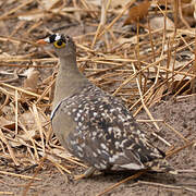 Double-banded Sandgrouse