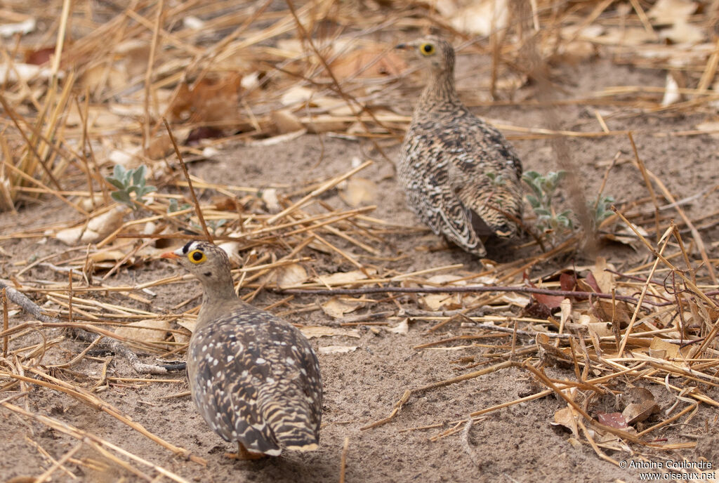 Double-banded Sandgrouseadult