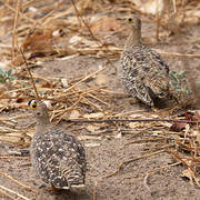 Double-banded Sandgrouse